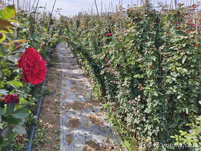 藤本月季知识科普,生长习性、经典品种及种植要点(图3) 藤本月季知识科普,生长习性、经典品种及种植要点(图3)