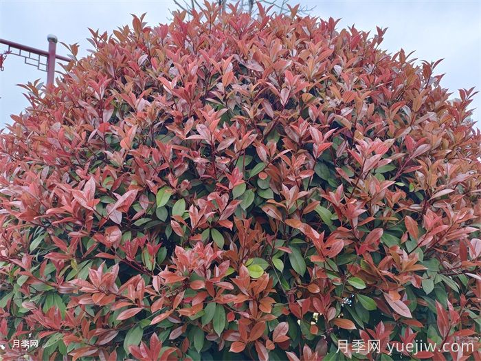 球类在植物组团中的作用(图2)