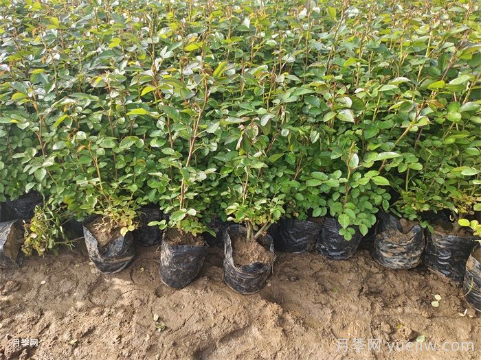 春季如何提高绿化工程新栽植物的成活率?(图1) 春季如何提高绿化工程新栽植物的成活率?(图1)