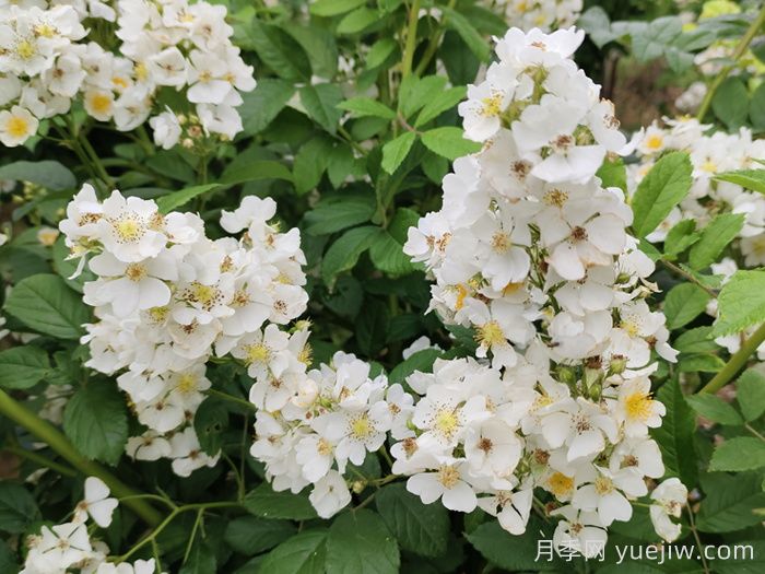 如果有个院子,一定要种一棵蔷薇(图2) 如果有个院子,一定要种一棵蔷薇(图2)