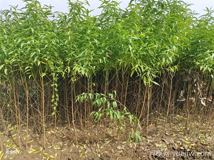 桃树苗定植栽植的注意事项(图2)