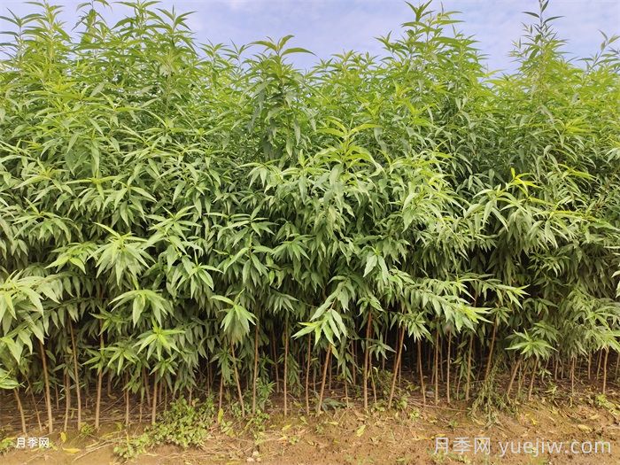 桃树苗定植栽植的注意事项(图1)