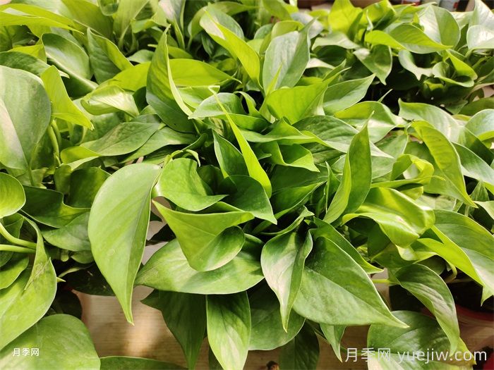 水培植物有哪些？(图1)