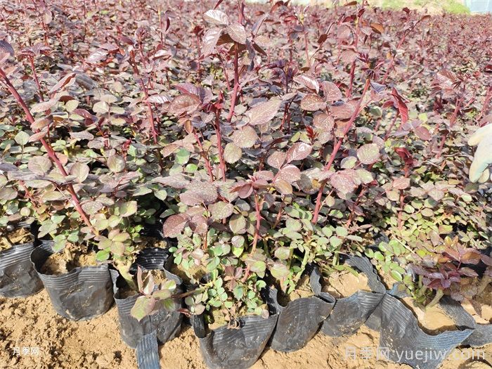 为什么蚜虫常在月季嫩梢集中发生？(图1)