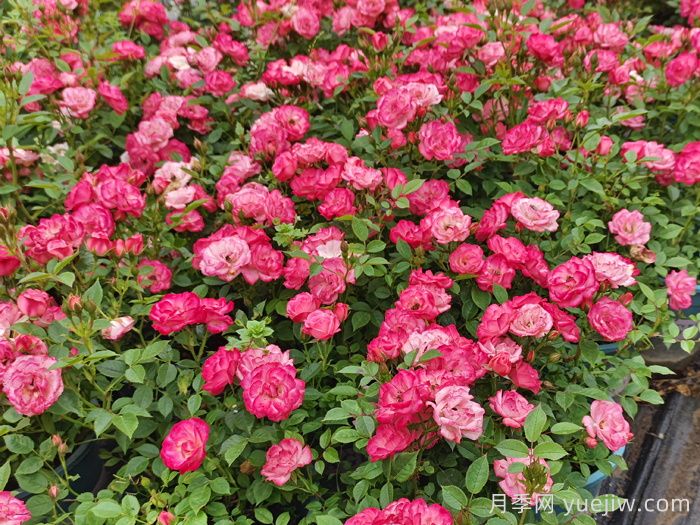现代月季的分类及特点(图2)