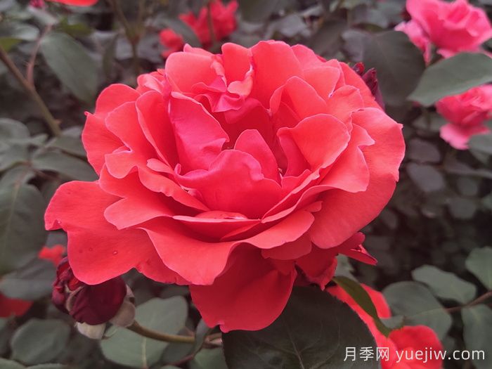 盘点100个常见月季品种(图1)