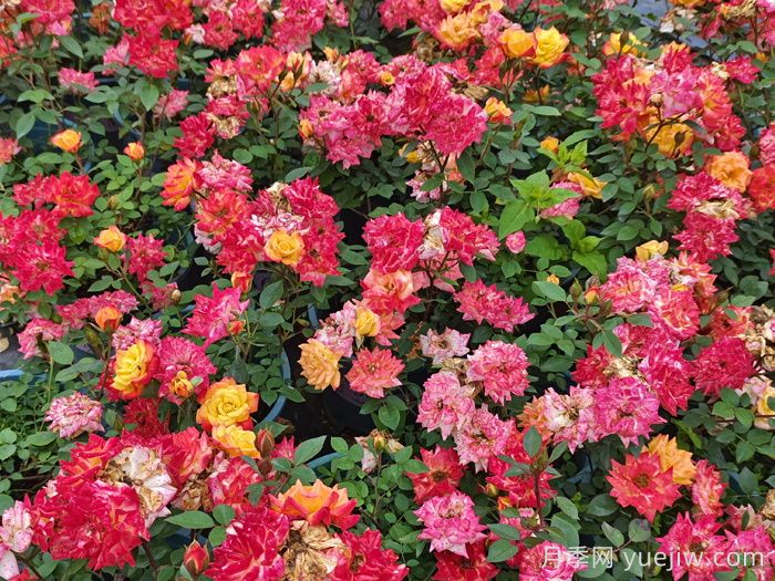 超微月季的品种特性和常见问题(图3)