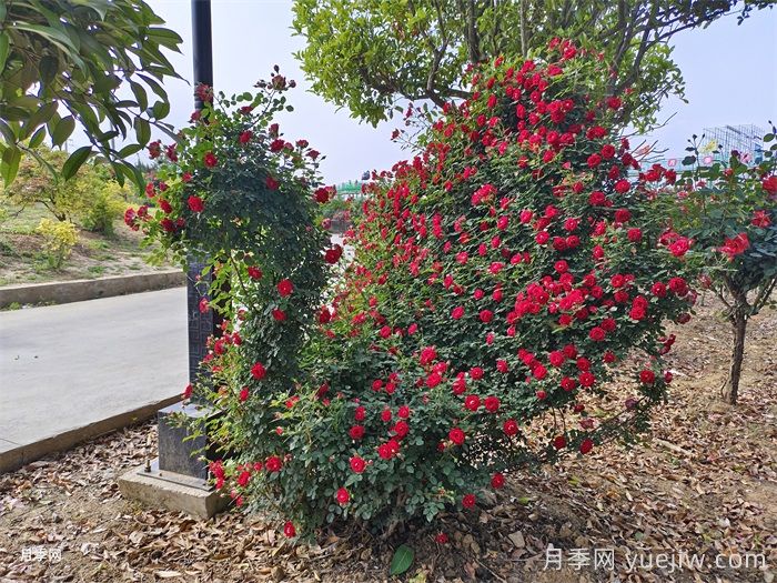 造型花木植物在景观中的应用(图1)
