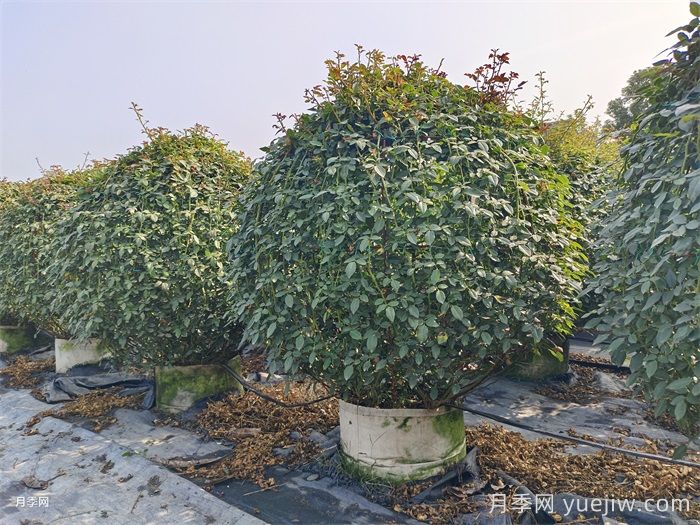 造型花木植物在景观中的应用(图2)