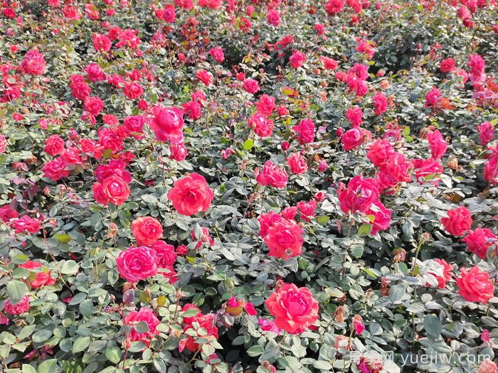 赏中国月季文化,诗咏月季花(图2) 赏中国月季文化,诗咏月季花(图2)