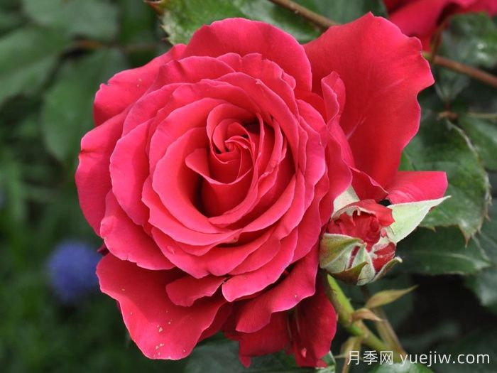 赏中国月季文化,诗咏月季花(图3) 赏中国月季文化,诗咏月季花(图3)