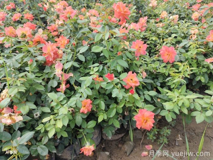 春季养月季花的小知识分享(图1)