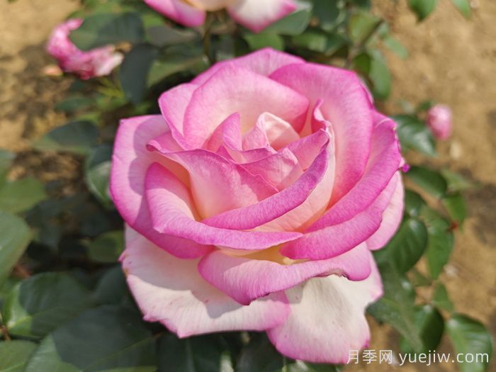 月季知多少(图1) 月季知多少(图1)