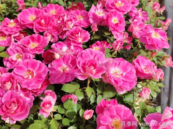 月季知多少(图3) 月季知多少(图3)
