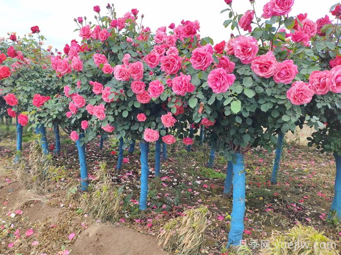 树状月季的特点和批发价格(图1) 树状月季的特点和批发价格(图1)