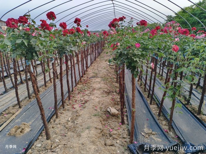 树状月季的特点和批发价格(图3) 树状月季的特点和批发价格(图3)