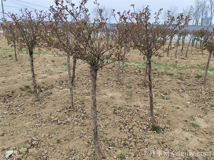 月季为什么要抹芽？(图1)