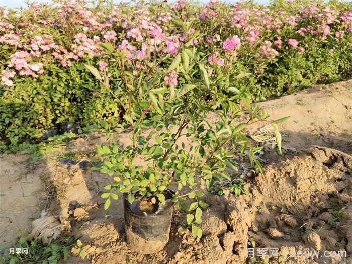 秋季盆栽月季变光杆，该如何养护？(图1)