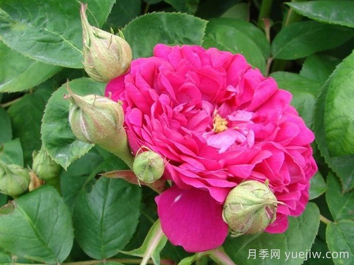 雷士特玫瑰(图1)