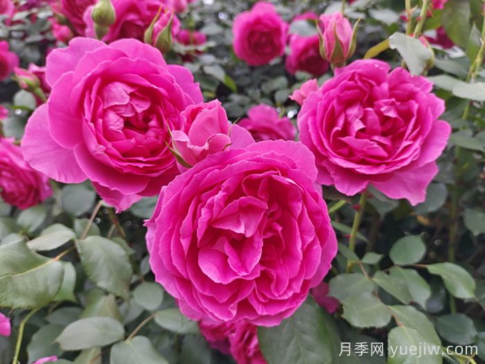 2025年最受欢迎的十大藤本月季品种排名(图3)