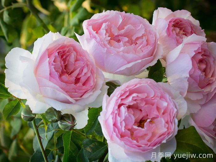 2025年最受欢迎的十大藤本月季品种排名(图10)