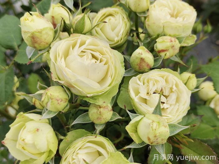 五款精品钻石微型月季推荐(图3)