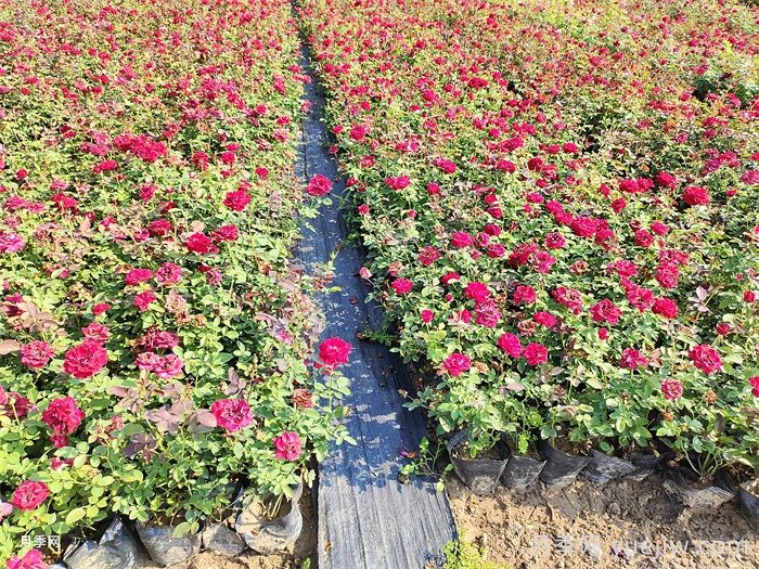 为什么月季是药罐子？如何挑选高抗病性月季品种？(图3)