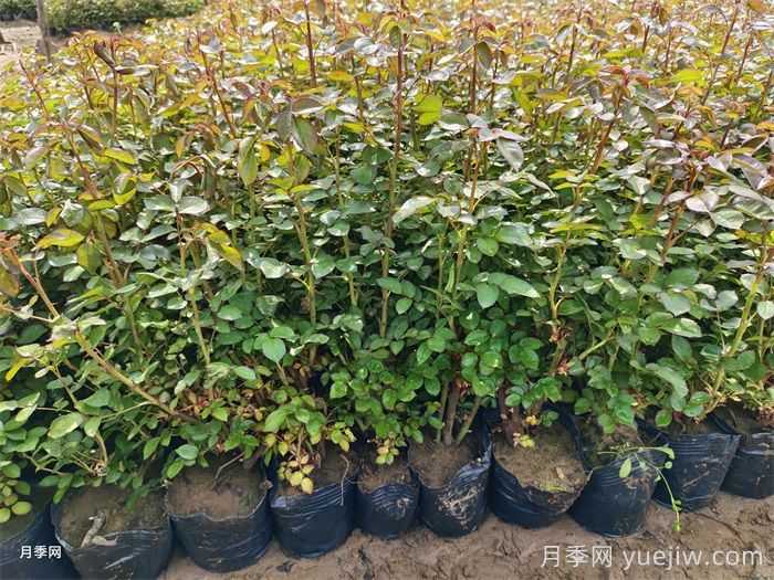 月季浇水指南,月季到底应该怎么浇水? (图2) 月季浇水指南,月季到底应该怎么浇水? (图2)