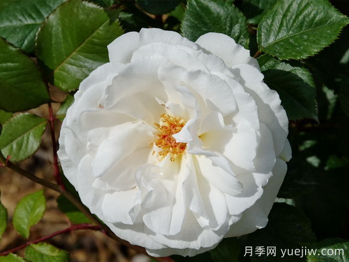 格丽特梅丽尔月季，英国第一香白月季(图1)