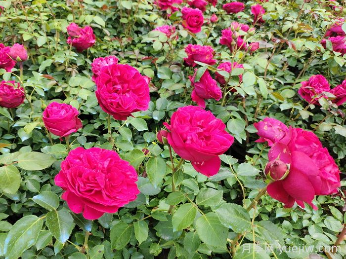 红色龙沙宝石藤本月季，大花艳丽，花量超多(图1)