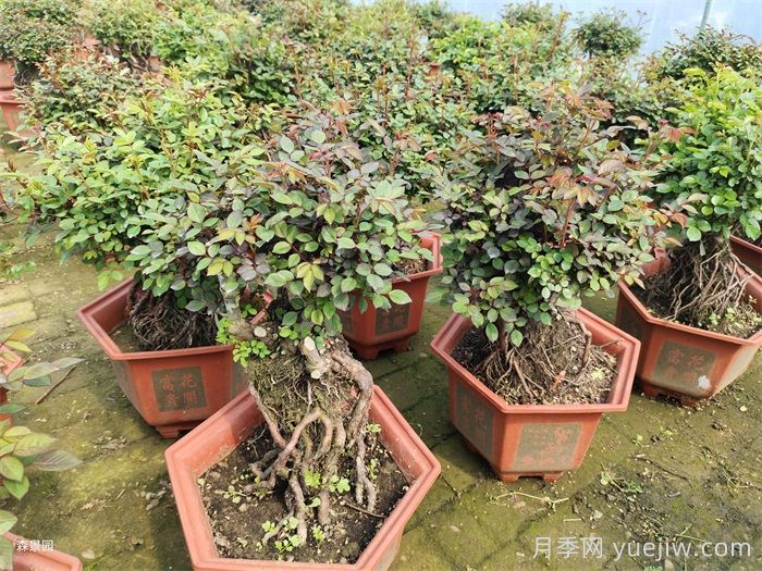 月季花很好养，春秋购买成活率高(图2)