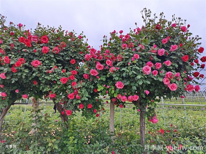 为什么月季修剪后会黑杆?月季修剪注意事项(图2) 为什么月季修剪后会黑杆?月季修剪注意事项(图2)