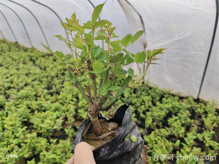 春天月季需要换盆吗?月季换盆有哪些注意事项?(图1) 春天月季需要换盆吗?月季换盆有哪些注意事项?(图1)