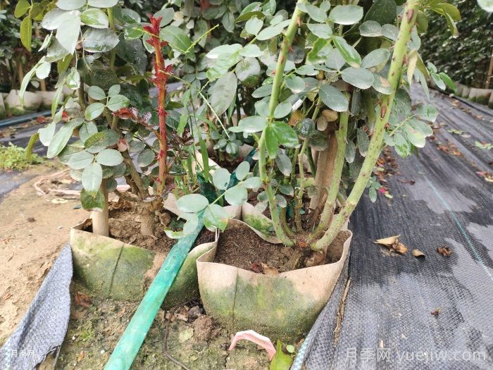 春天月季需要换盆吗?月季换盆有哪些注意事项?(图2) 春天月季需要换盆吗?月季换盆有哪些注意事项?(图2)