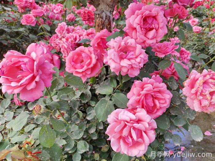 分享10种经典大花月季，开花鲜艳美翻春季(图1)