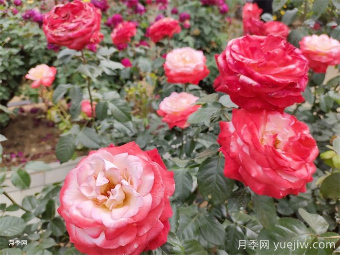 分享10种经典大花月季，开花鲜艳美翻春季(图2)