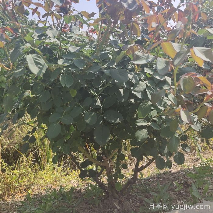 秋季地栽月季苗移栽注意事项(图1) 秋季地栽月季苗移栽注意事项(图1)