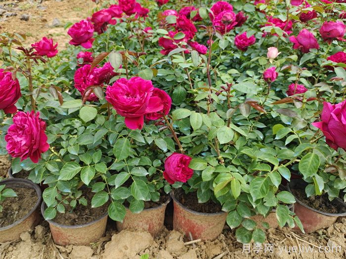 秋冬季防治月季红蜘蛛专题      (图2)