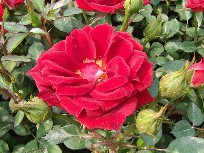 秋季月季出现大量黄叶的原因分析(图1)