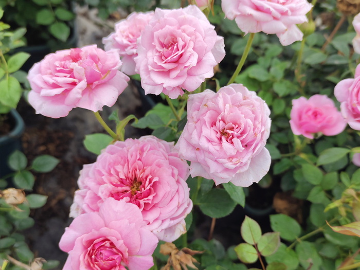 春天月季可以施磷酸二氢钾肥吗？(图1)