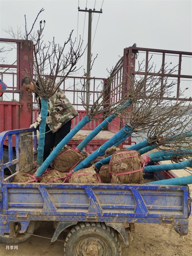 350棵6公分树状月季发货山东临沂绿化工地(图1) 350棵6公分树状月季发货山东临沂绿化工地(图1)