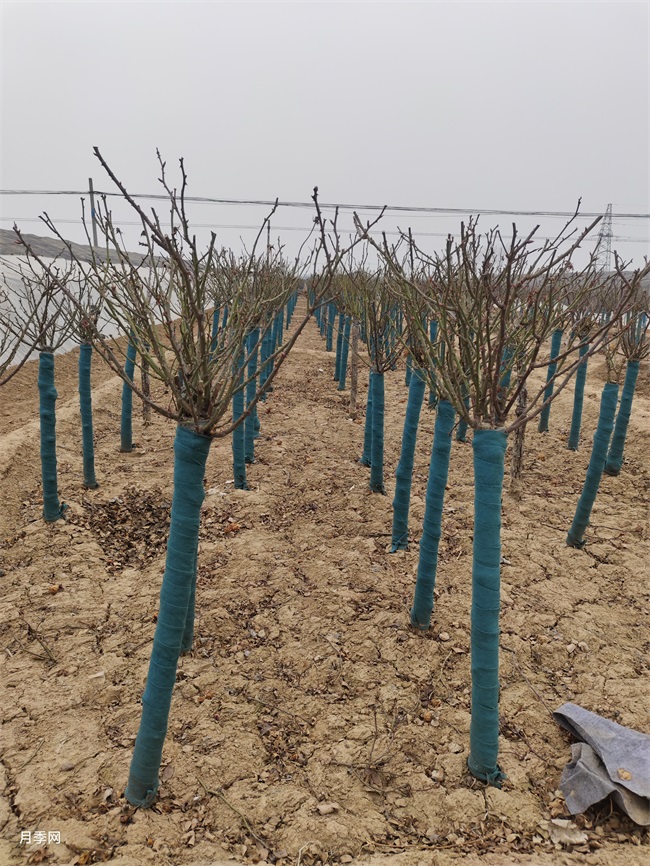 350棵6公分树状月季发货山东临沂绿化工地(图2) 350棵6公分树状月季发货山东临沂绿化工地(图2)