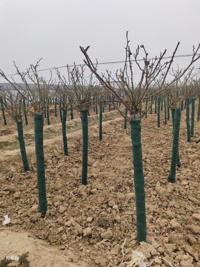 350棵6公分树状月季发货山东临沂绿化工地(图3) 350棵6公分树状月季发货山东临沂绿化工地(图3)