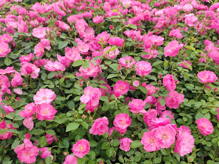 地栽月季的管理方法与注意事项(图1) 地栽月季的管理方法与注意事项(图1)