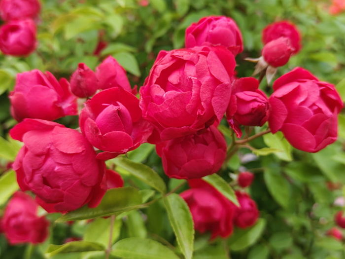 红木香，爬藤霸主，生长快花量多        (图1)