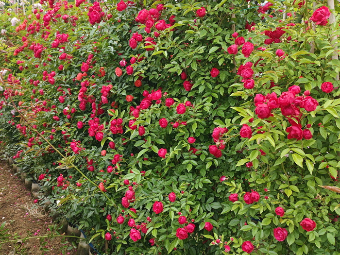 红木香，爬藤霸主，生长快花量多        (图2)