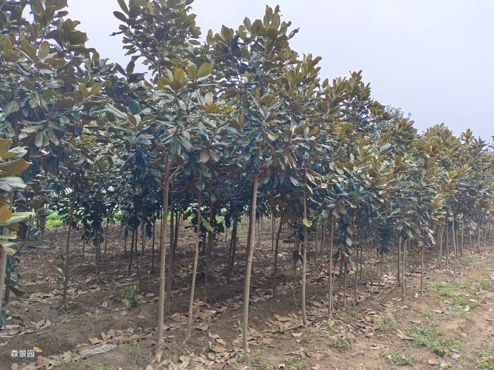 400棵广玉兰发货河南平顶山(图1)