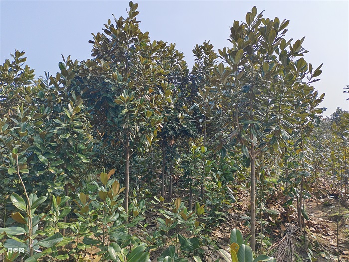 400棵广玉兰发货河南平顶山(图2)