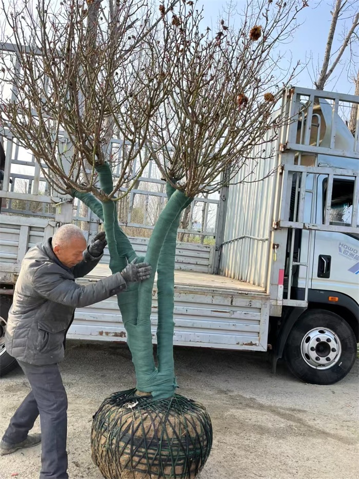 多杆古桩月季发货北京别墅庭院(图3)