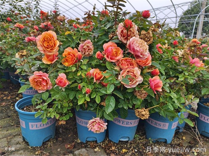 月季需要哪些肥料？月季施肥方法(图3)